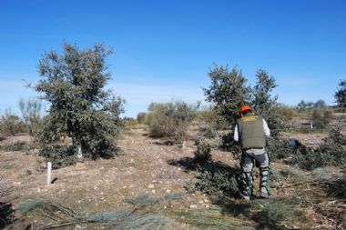 Técnicos Forestales