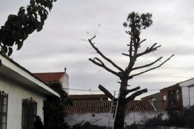 Poda de Altura 04