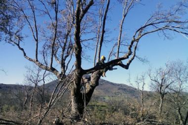 Podas de Altura